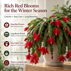 2 Orange Christmas Cactus Live Plant, 5-6 Inch Tall, Easy to Care Indoor Winter Houseplant for Office Desk and Patio Decor, Vigorous Live Holiday Plant