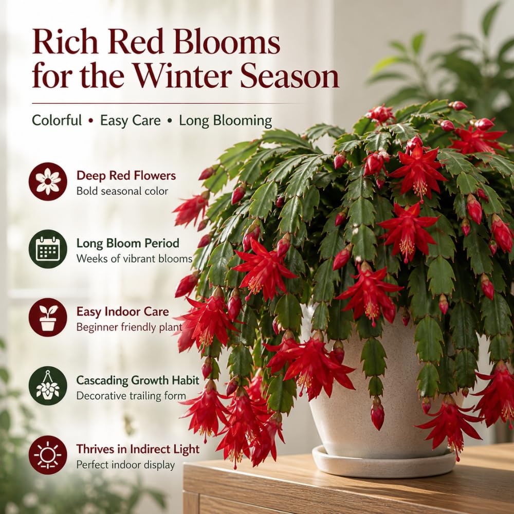 2 Orange Christmas Cactus Live Plant, 5-6 Inch Tall, Easy to Care Indoor Winter Houseplant for Office Desk and Patio Decor, Vigorous Live Holiday Plant