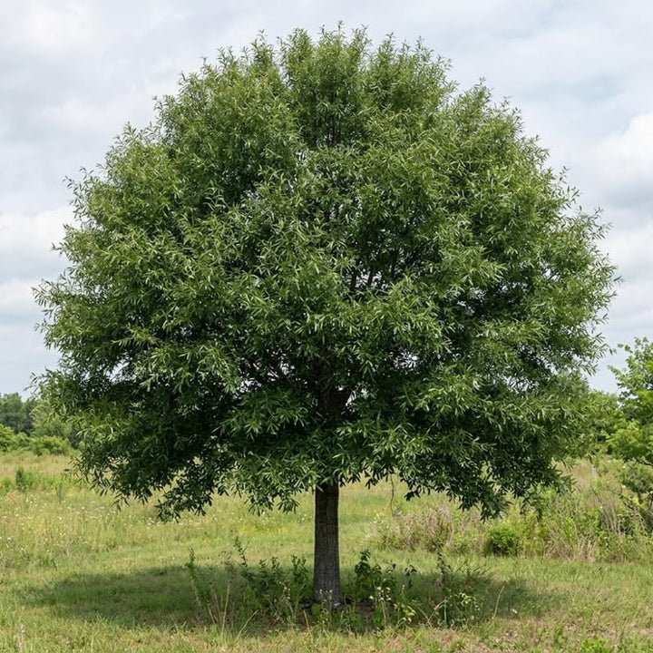 2 Willow Oak Tree Plant, Quercus Phellos Starter Tree, 12-18 Inch Tall ...