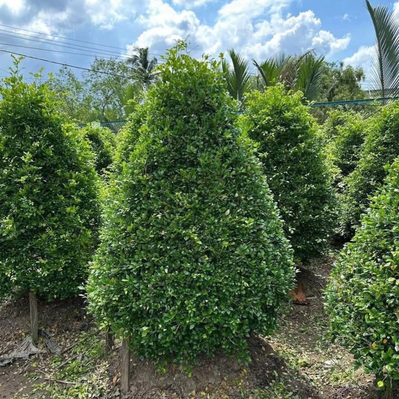 2 Foster Holly Tree Live Plant in 2.5-Inch Pot |Fast Growing Shrubs for Privacy Hedge | Robust Well-Rooted Plant for Year-Round Garden