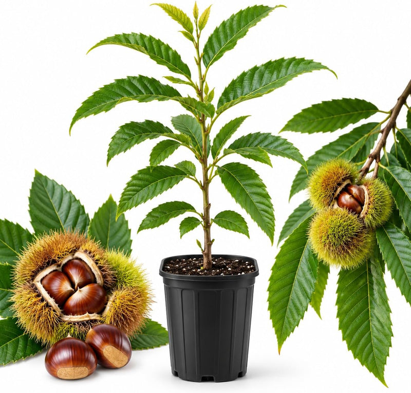 Chinese Chestnut Tree Live Plant, 6-12" Tall in 4" Pot, Cold-Hardy Edible Nut Tree, Easy Care Vigorous Shade Shrub for Outdoor Garden