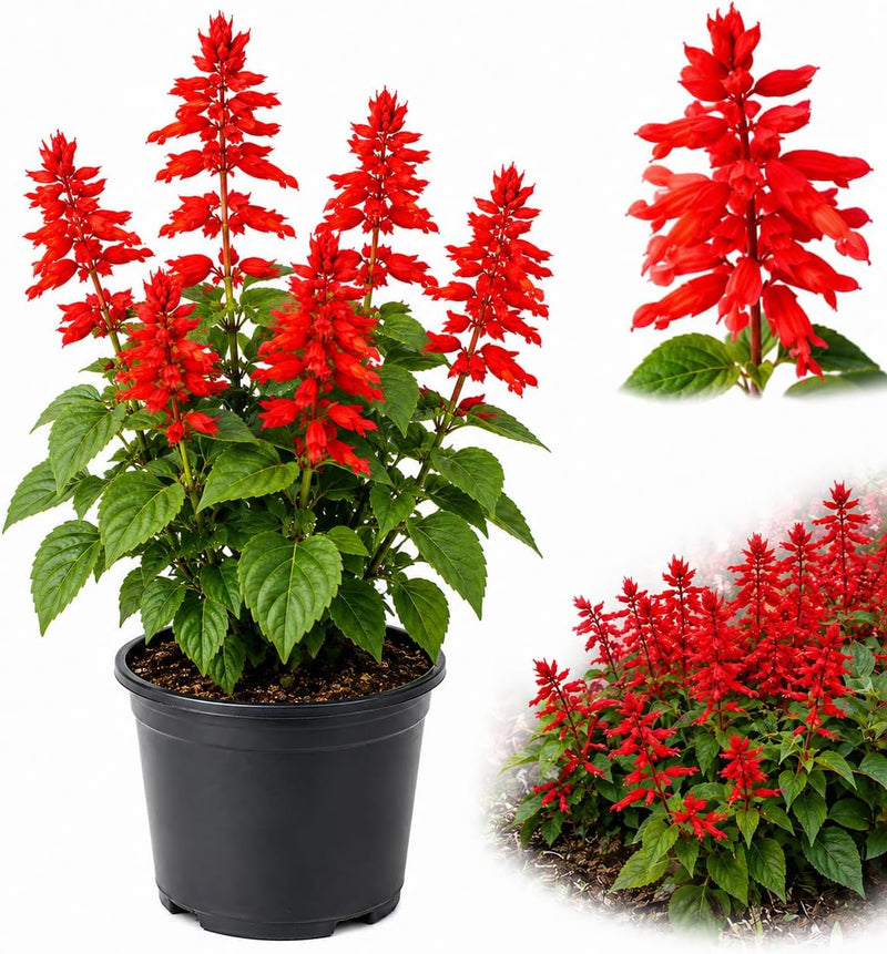 Pineapple Sage Plants Live in Medium Pot, 5-8" Tall Non GMO Salvia Plant, Fragarant Edible Perennial Herb for Raised Garden Beds & Containers