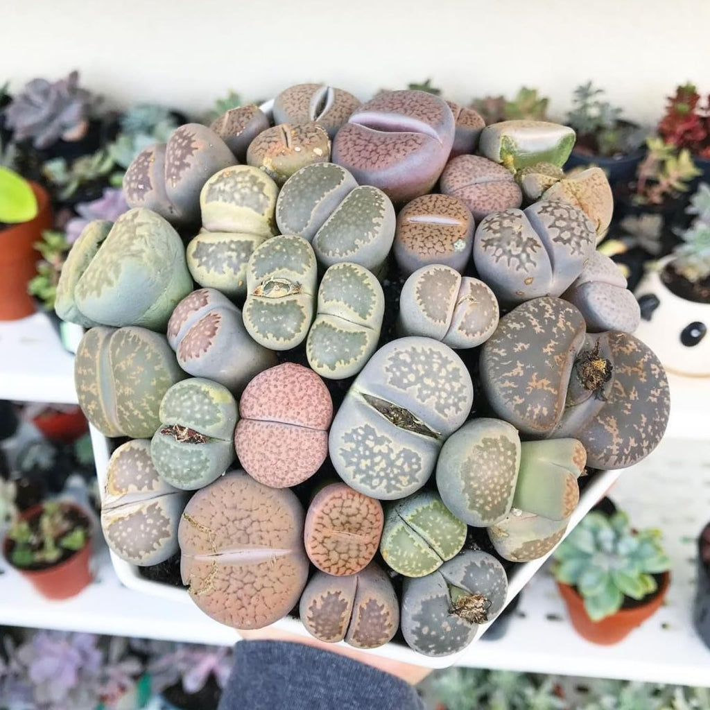 Lithops Large Random Mix Living Stones Succulent Plants Live | 30 Pcs Live Lithops Seedlings | Bare Root Without Pot or Soil, Suitable for Indoor or Outdoor Gardens & Office Use, Friend Plant Lovers