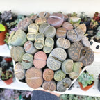 Lithops Large Random Mix Living Stones Succulent Plants Live | 30 Pcs Live Lithops Seedlings | Bare Root Without Pot or Soil, Suitable for Indoor or Outdoor Gardens & Office Use, Friend Plant Lovers