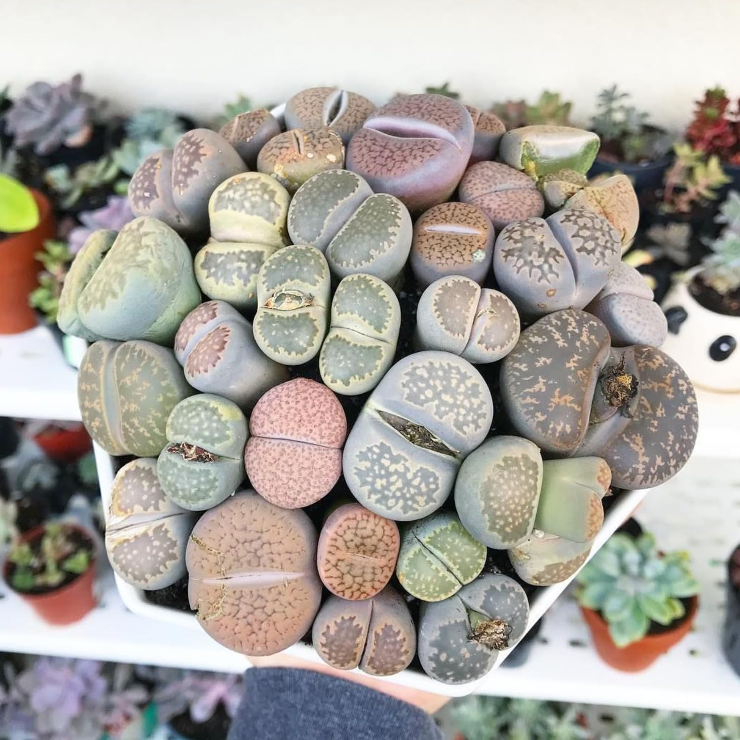 Lithops Large Random Mix Living Stones Succulent Plants Live | 30 Pcs Live Lithops Seedlings | Bare Root Without Pot or Soil, Suitable for Indoor or Outdoor Gardens & Office Use, Friend Plant Lovers