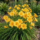 10 Stella de Oro Daylily Roots, Reblooming Yellow Perennial Roots for Garden Borders, Cold-Hardy Miniature Golden Daylily