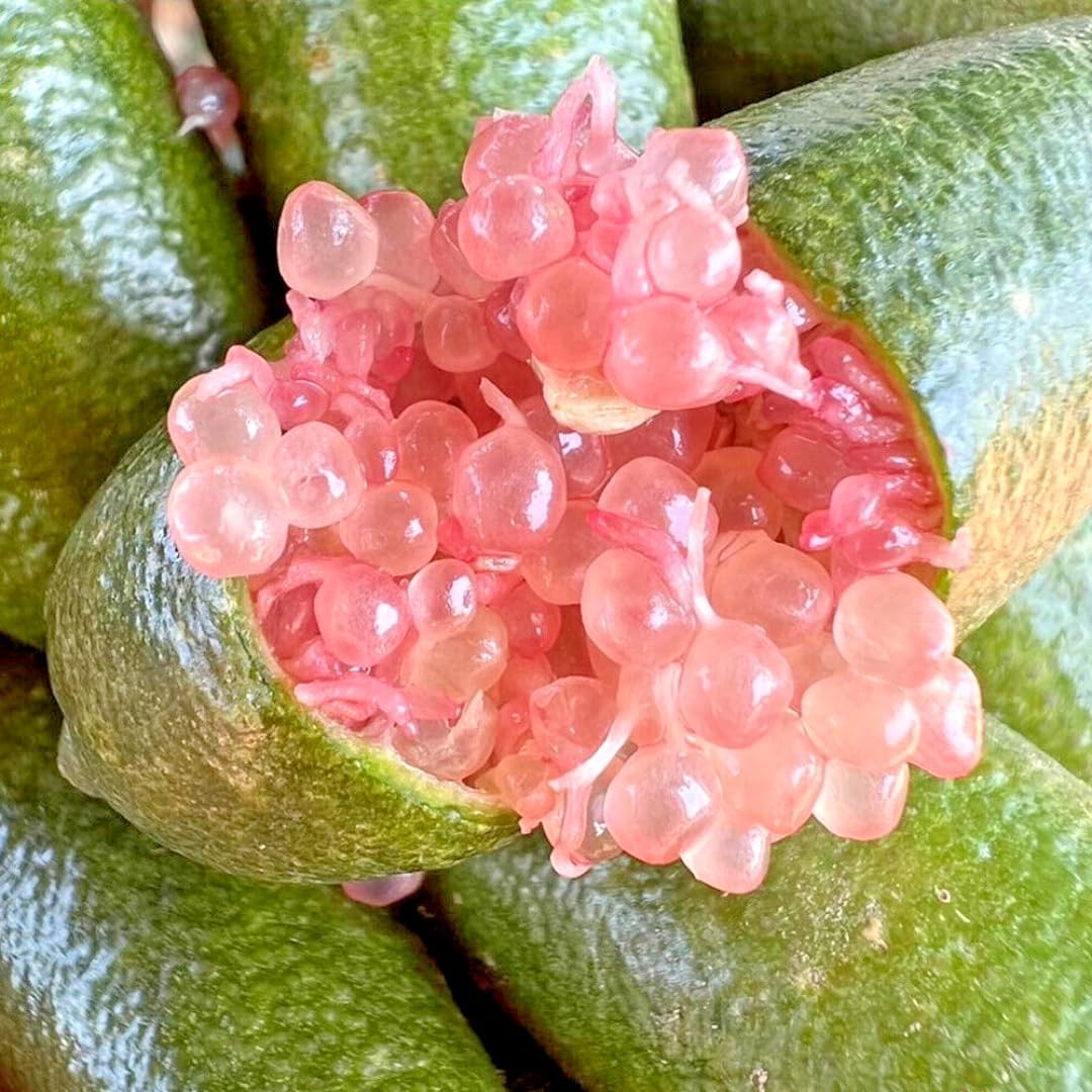 Pink Finger Lime Trees Live Plants | 2.5–3 Feet Live Potted Citrus Tree | Citrusy Juicy Fruit for Cooking, Juicing & Home Gardening | No Ship to CA,HI,AK