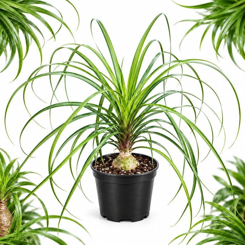 Ponytail Palm Live Plant in 6 Inch Pot