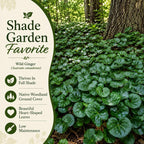 Wild Ginger Plant Live for Planting, Small Size Pot, Low Maintenance, Perennial Wild Ginger, Heart-Shaped Foliage for Under Trees & Pots