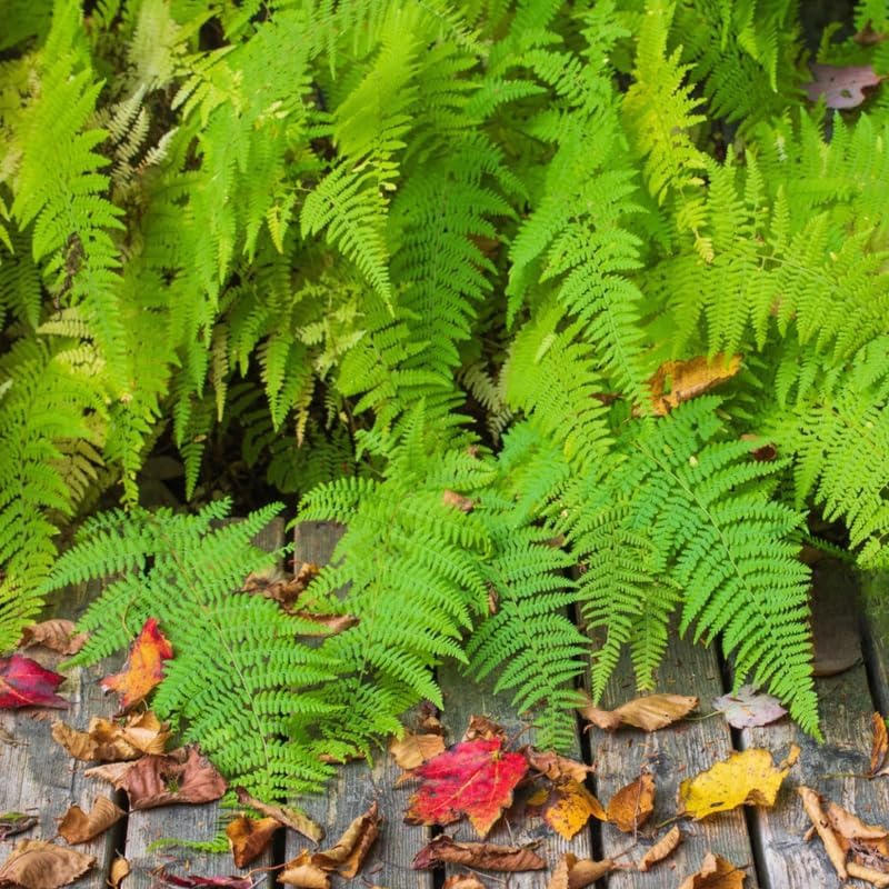10 Cinnamon Ferns Live Plants Outdoor, Well-Rooted Rhizome Starters, Cold-Hardy Shade Plant for Home Landscapes and Large Pots