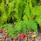 10 Cinnamon Ferns Live Plants Outdoor, Well-Rooted Rhizome Starters, Cold-Hardy Shade Plant for Home Landscapes and Large Pots