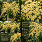 Oncidium Orchid Twinkle Live Plant, Fragrance Fantasy Oncidium Orchid Flower, Vibrant Blooming Houseplant for Indoor Decor, Home Office and Patio