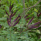 False Indigo Bush Live Plant 6-12 Inch | Amorpha fruticosa | Hardy Flowering Shrub with Deep Purple Spikes | Ideal for Pollinator Gardens & Landscapes