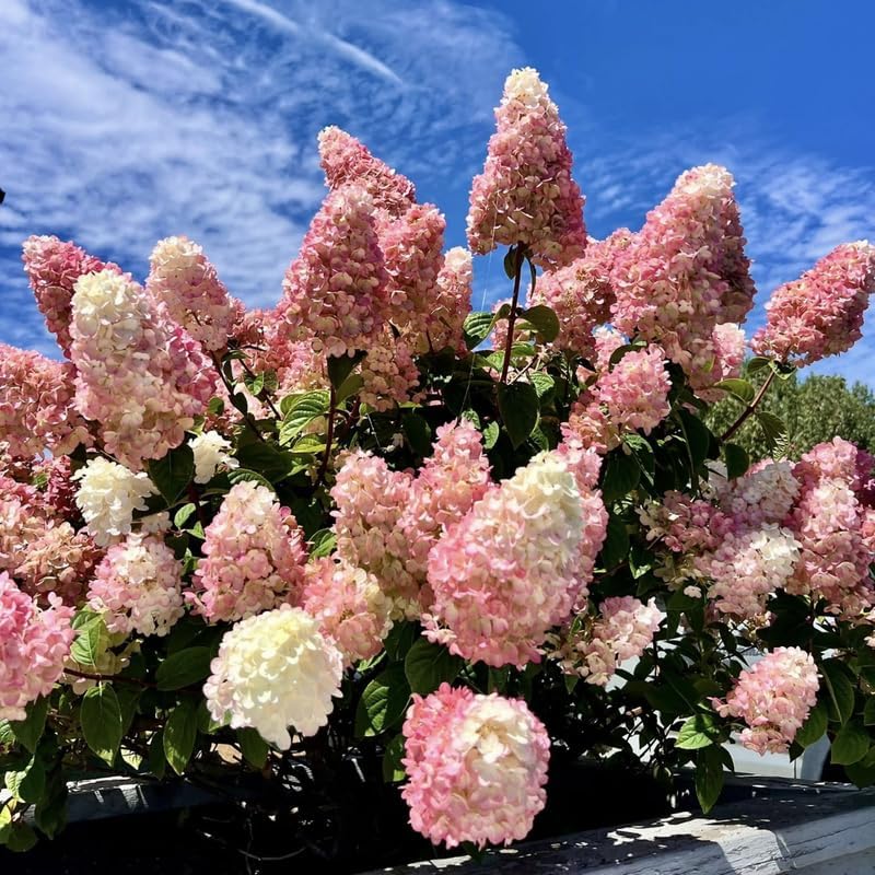 2 Hardy PeeGee Hydrangea Plant Live Shrubs – 6 to 12 Inch Tall | Hardy White Blooming Plants | Beautiful Summer-to-Fall Flowering Bushes