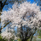 Snowgoose Cherry Tree Live Plant, 6-12 Inch Tall Starter Plant, Japanese Cherry Blossom Tree, Easy Care Flowering Tree for Planting Outdoors
