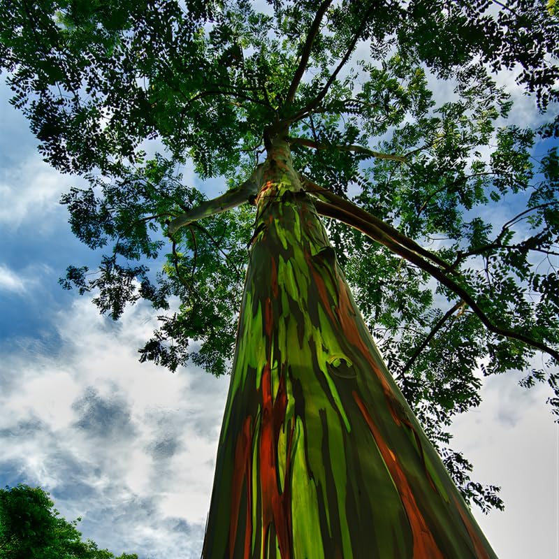 Live Rainbow Eucalyptus Plant in 2'' Inch Pot for Planting | Unique Multicolor Bark & Rapid-Growth Foliage | Ideal Tropical Feature Tree for Gardens & Patio Areas