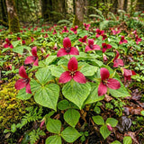 Red Trillium Bulbs, 5 Large Bulbs, Low Maintenance, Perennial Flower Bulbs for Outdoor Garden and Woodland Landscaping