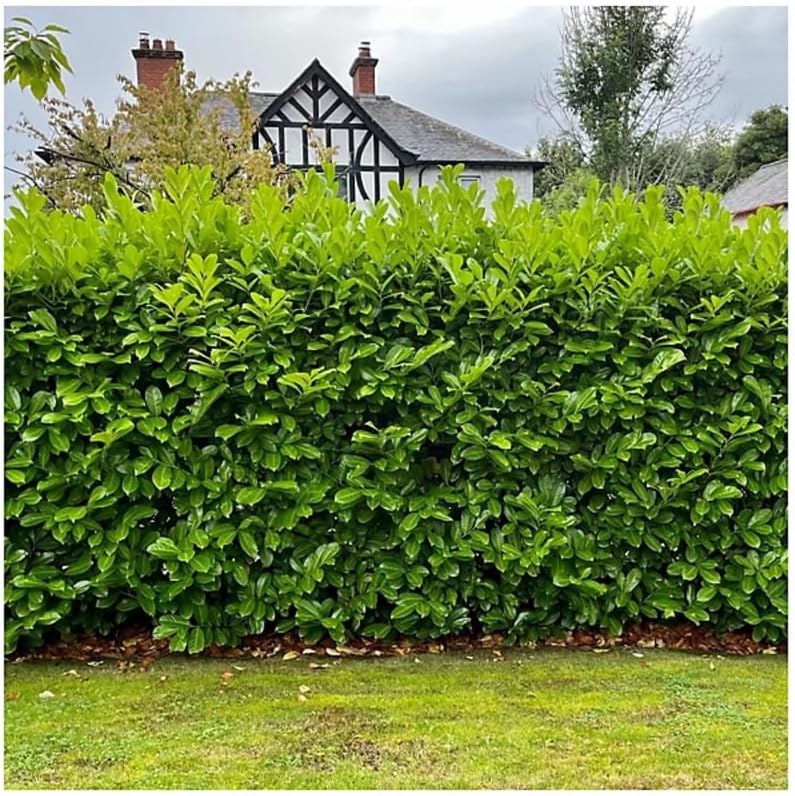 2 Live Cherry Laurel Plants | 1-2 Feet Tall Bare Root Seedlings | Prunus Laurocerasus Native Evergreen Trees | Fast-Growing Shrub