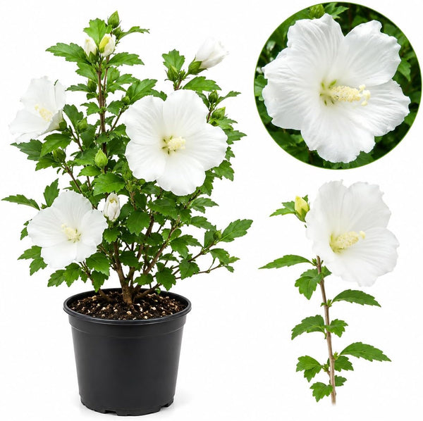 White Rose of Sharon Plant Live, 6-10" Tall Flowering Trees in Quart Pot, Hardy Hibiscus Plant Shrubs for Outdoor Planting, Landscaping & Garden Beds (DORMANT Plant)