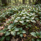10 Allegheny Spurge Roots, Pachysandra Procumbens, Shady Groundcover for Erosion Control, Cold-Hardy Mountain Spurge