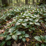 10 Allegheny Spurge Roots, Pachysandra Procumbens, Shady Groundcover for Erosion Control, Cold-Hardy Mountain Spurge