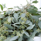 Parvifolia Eucalyptus Tree Live Plant in 2.5 Inch Pot | Live Eucalyptus Plants for Indoor or Outdoor Growing | Upright Shape with Slim Silvery Foliage | Suitable for Balconies & Decorative Landscapes