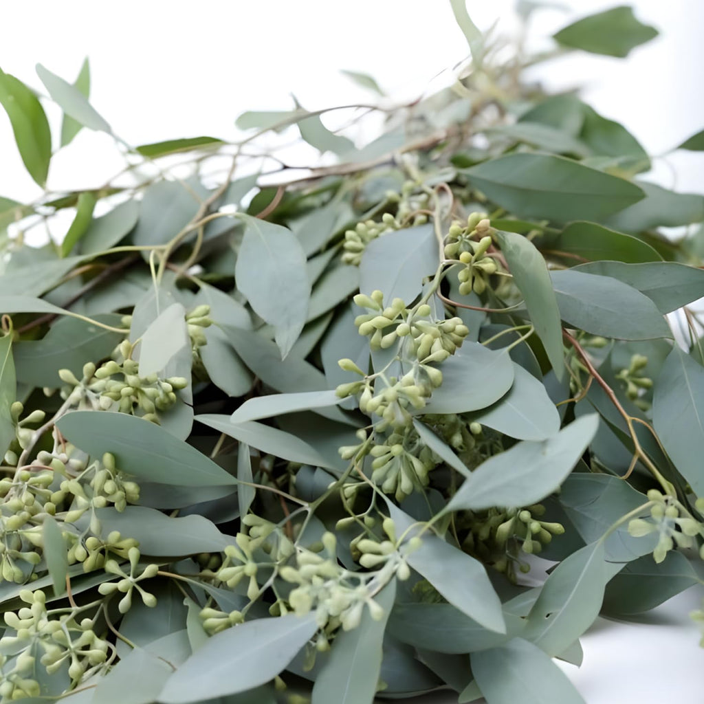 Baby Blue Eucalyptus Plant Live in 2.5 Inch Pot | Real Eucalyptus Plant for Planting Outdoors or Indoors | Fresh Aromatic Foliage | Easy-Growing Eucalyptus for Garden, Patio & Home Décor