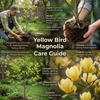Ann Magnolia Tree Live, 12-18 Inch Tall in 2.5 Inch Pot, Low Maintenance Fragrant Multi-Petal Flowering Shrub for Small Yards and Focal Points