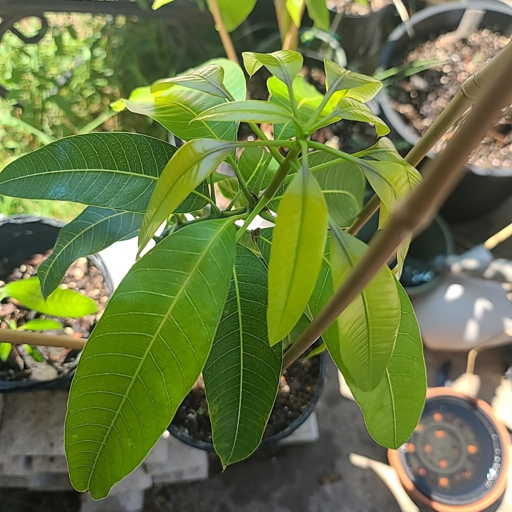 Grafted Valencia Pride Mango Tree Live Plant | 2.5–3 Ft Tropical Fruit Tree for Planting | Sweet, Low-Fiber Mango Variety for Home Gardens | No Ship to CA,HI,AK