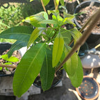 Grafted Valencia Pride Mango Tree Live Plant | 2.5–3 Ft Tropical Fruit Tree for Planting | Sweet, Low-Fiber Mango Variety for Home Gardens | No Ship to CA,HI,AK