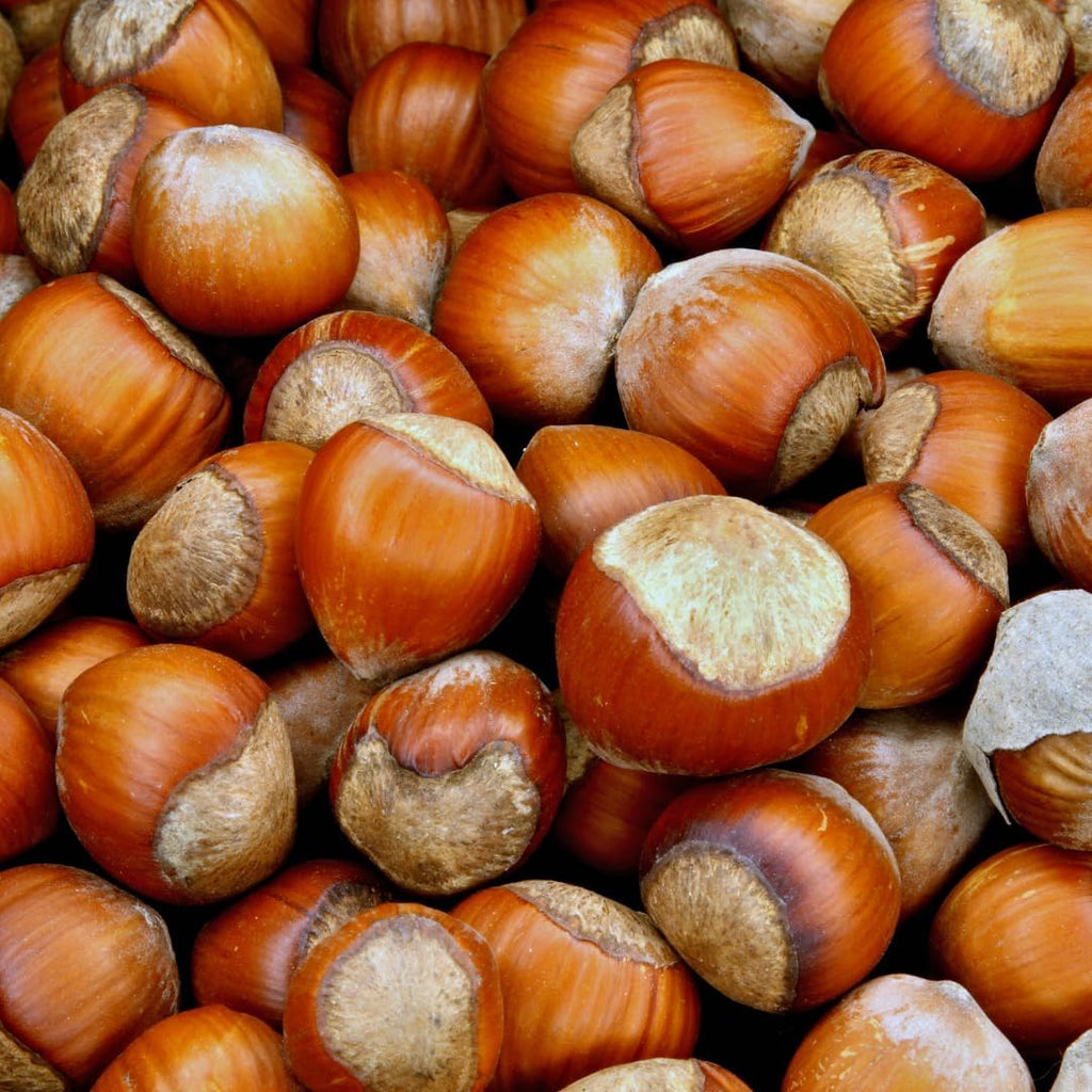 Hazelnut Tree Live Plant,6-10" Potted Nut Starter, Sturdy Cold-Hardy Edible Shrub for Home Landscapes, Sweet Crunchy Nuts & Low Maintenance Hedge