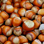 Hazelnut Tree Live Plant,6-10" Potted Nut Starter, Sturdy Cold-Hardy Edible Shrub for Home Landscapes, Sweet Crunchy Nuts & Low Maintenance Hedge
