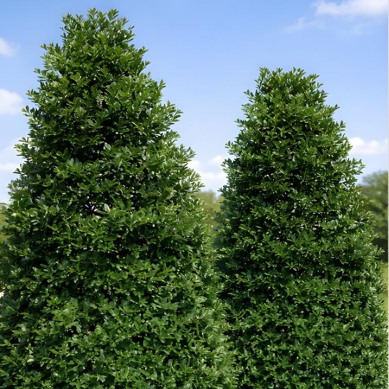 Live Nellie R. Stevens Holly Tree | 1 Quart Container | Cold-Hardy Evergreen Hedge - Well-Rooted Large Starter Shrub for Outdoor Landscapes