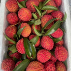 Mauritius Lychee Trees Live Plants | 2.5–3 Ft Live Potted Plant | Compact Sweet Fruit Tree for Patios, Balconies & Backyard Gardens | No Ship to CA,HI,AK