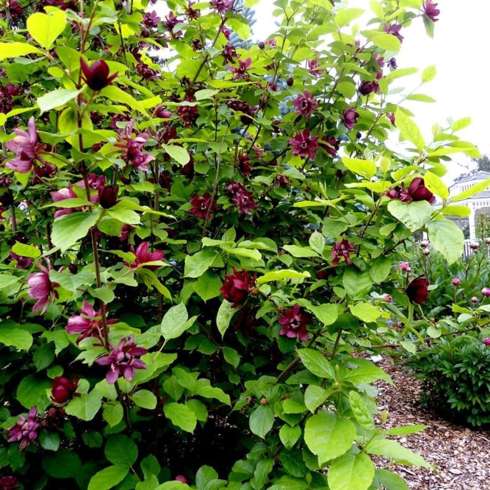 2 Sweet Shrub Live Plant, Calycanthus Floridus, 4 Inch Pot, 12-18 Inch Tall, Low Maintenance Shrub with Maroon Blooms