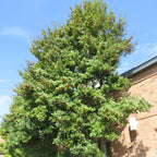 2 Foster Holly Tree Live Plant in 2.5-Inch Pot |Fast Growing Shrubs for Privacy Hedge | Robust Well-Rooted Plant for Year-Round Garden