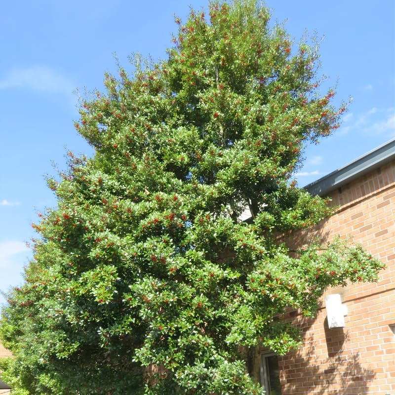 2 Foster Holly Tree Live Plant in 2.5-Inch Pot |Fast Growing Shrubs for Privacy Hedge | Robust Well-Rooted Plant for Year-Round Garden