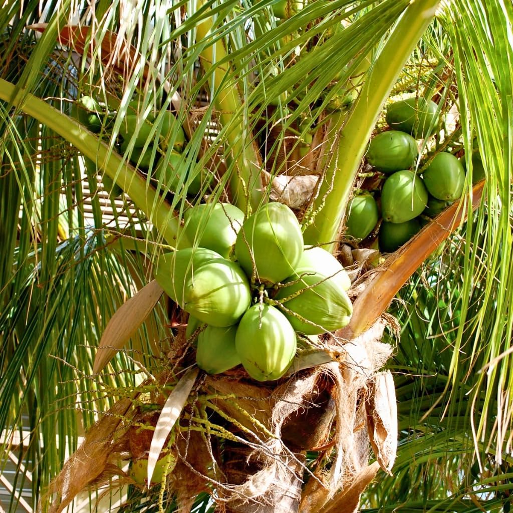 Green Coconut Tree Live Plants– 2.5–3 Ft Live Potted Tropical Fruit Plant | Compact Edible Coconut Tree for Patios, Balconies & Backyard Gardens | No Ship to CA,HI,AK