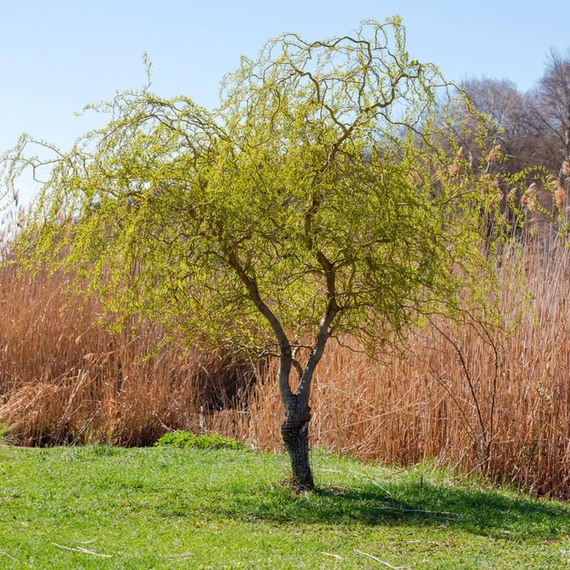 2 Curly Corkscrew Willow Live Bare Root Seedlings | 12-24" Rooted Cuttings | Cold-Hardy Native Deciduous Plants