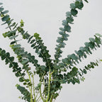 Baby Blue Eucalyptus Live Plant in 2.5 Inch Pot | Live Eucalyptus Plant Indoor or Outdoor | Elegant Compact Growth | Ideal for Patio Pots, Entryways & Home Styling