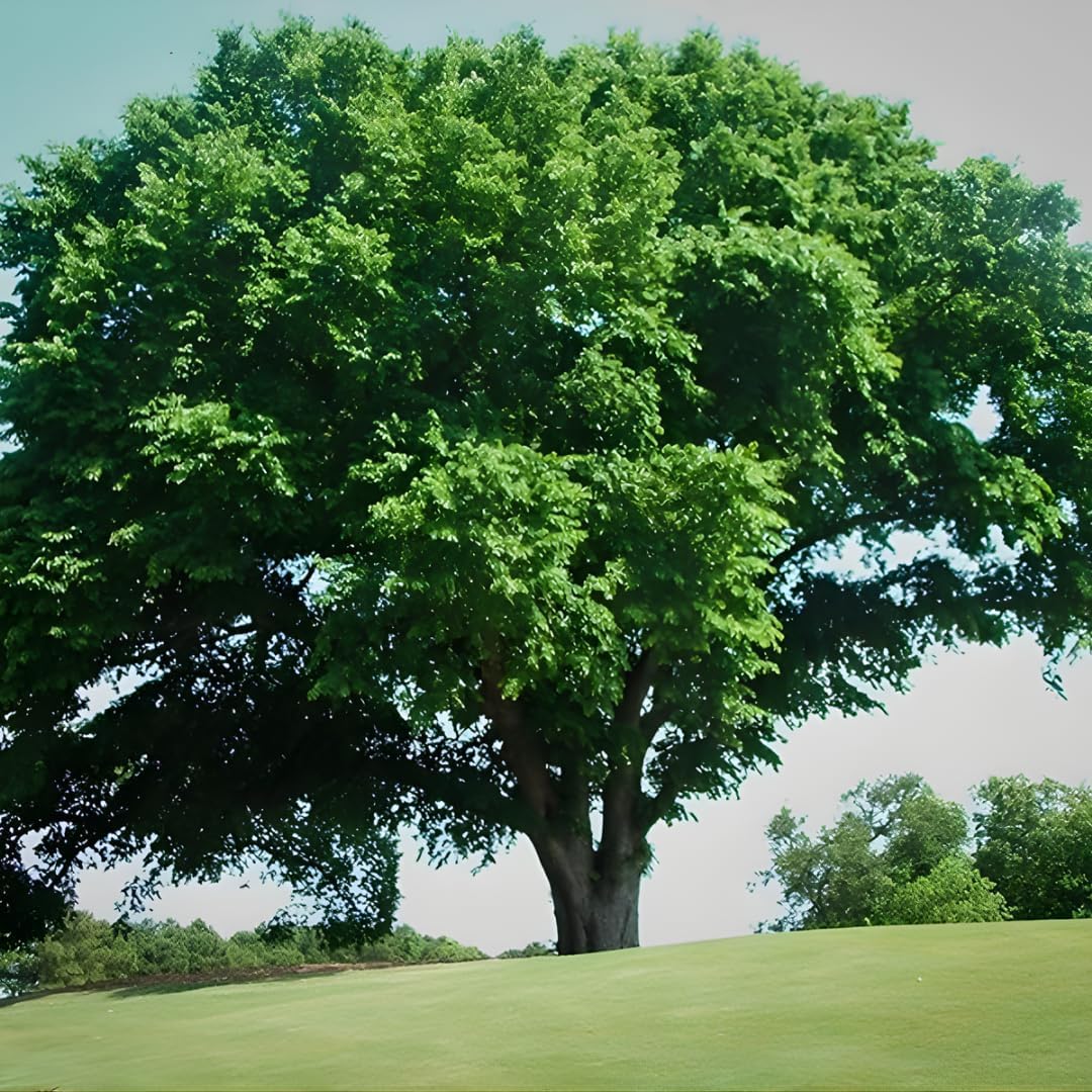 Live American Elm Native Trees 6-12 Inc | Fast-Growing Elm Tree for Boundary Rows & Garden Landscaping | Easy-to-Grow Outdoor Tree
