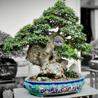 Chinese Elm Trees Live Plant | Fast-Growing Cold Hardy Elm Tree for Landscaping | 6–12 Inch Live Tree for Yard, Garden & Windbreaks