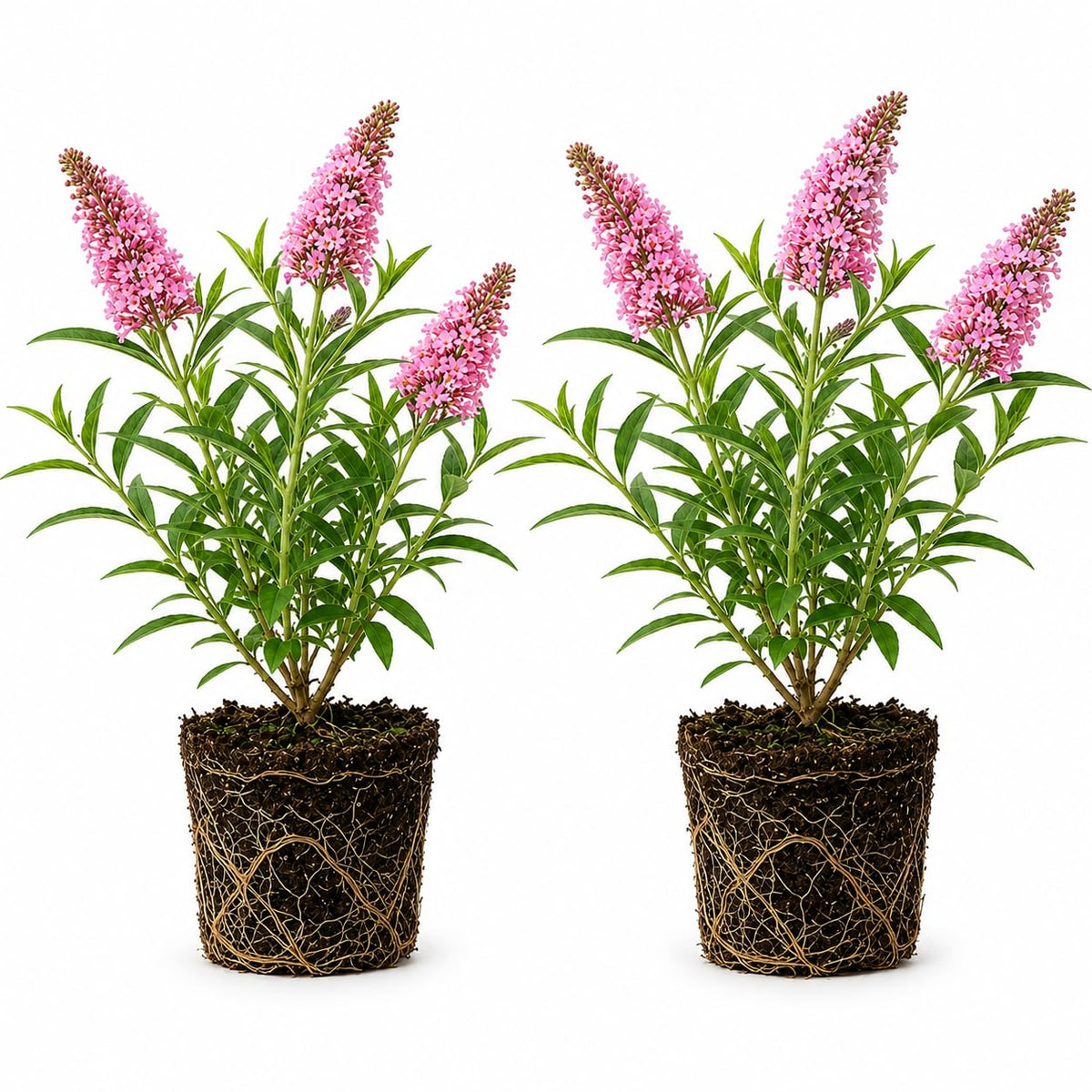 2 Butterfly Bushes Plant Live – Buddleia, 4-6 Inch Size, Low Maintenance Fragrant Flowering Perennial for Outdoor Decorative Pots