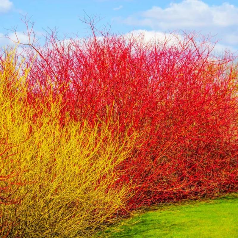2 Red Osier Dogwood Tree Live Plant for Planting Outdoor | 10–12 Inch Tall | Red Twig Native Shrub for Outdoor Planting | Hardy Year-Round Beauty