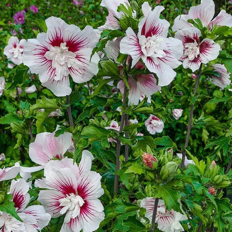 5 Althea Rose of Sharon Plant Live Mixed Colors - Hibiscus Syriacus Plant Live – 6 to 12 Inch Live Seedlings | Hardy Flowering Shrubs with Summer Blooms | Easy to Grow Garden Favorites