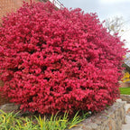 2 Burning Bush Shrub | 8-12 Inch Bare Root Seedlings | Low Maintenance Flowering Deciduous Shrub | Robust Well-Rooted Plants for Home Garden