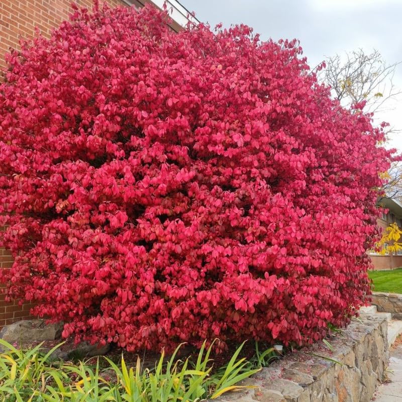2 Burning Bush Shrub | 8-12 Inch Bare Root Seedlings | Low Maintenance Flowering Deciduous Shrub | Robust Well-Rooted Plants for Home Garden