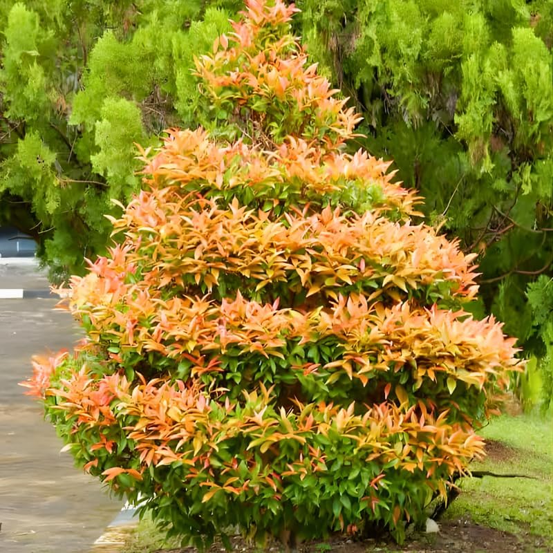 10 Dwarf Nandina Live Shrubs | 2.5-Inch Potted Nandina Plants | Compact Outdoor Shrubs | Designed for Small Spaces and Garden Edges