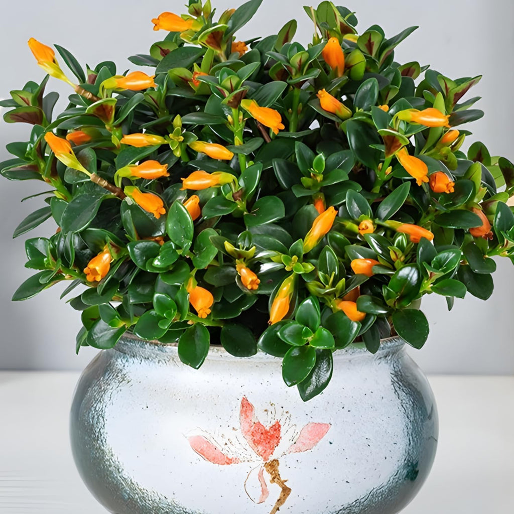 Goldenfish Plant Live for Planting in 4-Inch Pot | Vibrant Trailing Goldfish Tree with Orange Blooms | Perfect for Indoor Displays | Unique Gift for Plant Enthusiasts