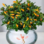 Goldenfish Plant Live for Planting in 4-Inch Pot | Vibrant Trailing Goldfish Tree with Orange Blooms | Perfect for Indoor Displays | Unique Gift for Plant Enthusiasts